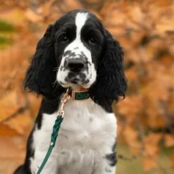 Tyylivoitto Classy Hundehalsbånd Grønn -Kjæledyrutstyr Salgsbutikk tyylivoitto classy panta kapea smaragdi az b8