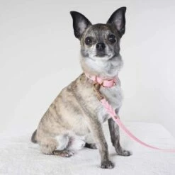 Tyylivoitto Classy Hundehalsbånd Lysrosa -Kjæledyrutstyr Salgsbutikk tyylivoitto classy panta kapea vaaleanpunainen ruusukulta az 57