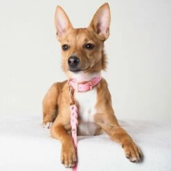 Tyylivoitto Classy Hundehalsbånd Lysrosa -Kjæledyrutstyr Salgsbutikk tyylivoitto classy panta kapea vaaleanpunainen ruusukulta az e2