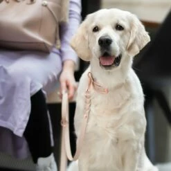 Tyylivoitto Classy Hundehalsbånd Stor Modell Beige -Kjæledyrutstyr Salgsbutikk tyylivoitto classy panta nude ruusukulta az 0f