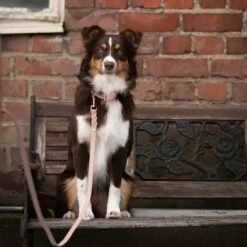 Tyylivoitto Classy Hundehalsbånd Stor Modell Beige -Kjæledyrutstyr Salgsbutikk tyylivoitto classy panta nude ruusukulta az 10