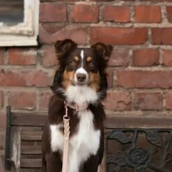 Tyylivoitto Classy Hundehalsbånd Stor Modell Beige -Kjæledyrutstyr Salgsbutikk tyylivoitto classy panta nude ruusukulta az 5e