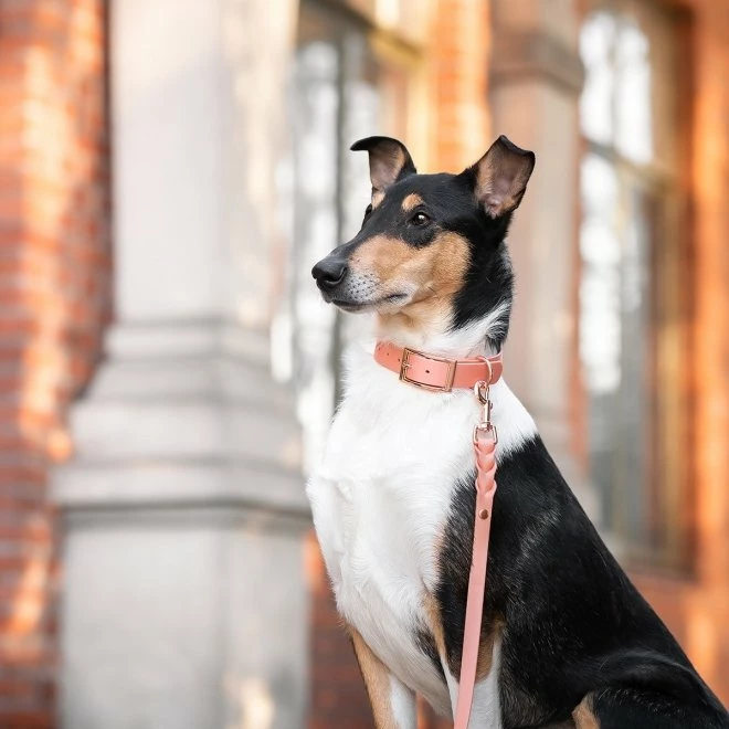 Tyylivoitto Classy Hundehalsband Stor Modell Fresken 6 Tyylivoitto Classy Hundehalsband Stor Modell Fresken - Bilde 4