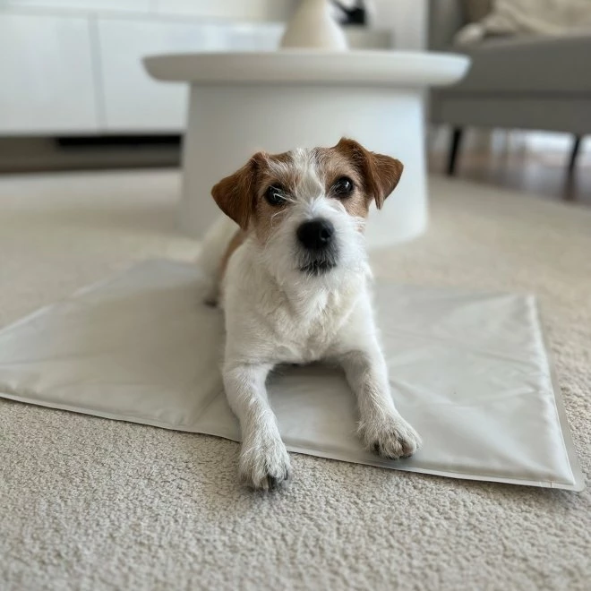 Flamingo Kjølematte Silver 4 Flamingo Kjølematte Silver - Bilde 2