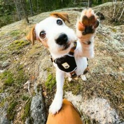 Woolly Wolf Hundesele Lysebrun Med Mønster -Kjæledyrutstyr Salgsbutikk woolly wolf valjas sea to summit az e7